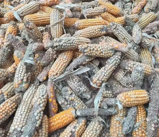 腐烂的玉米